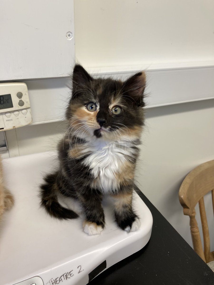 The Vet Centre on Twitter "📢 EXTREMELY CUTE KITTENS ALERT Meet Ryoko