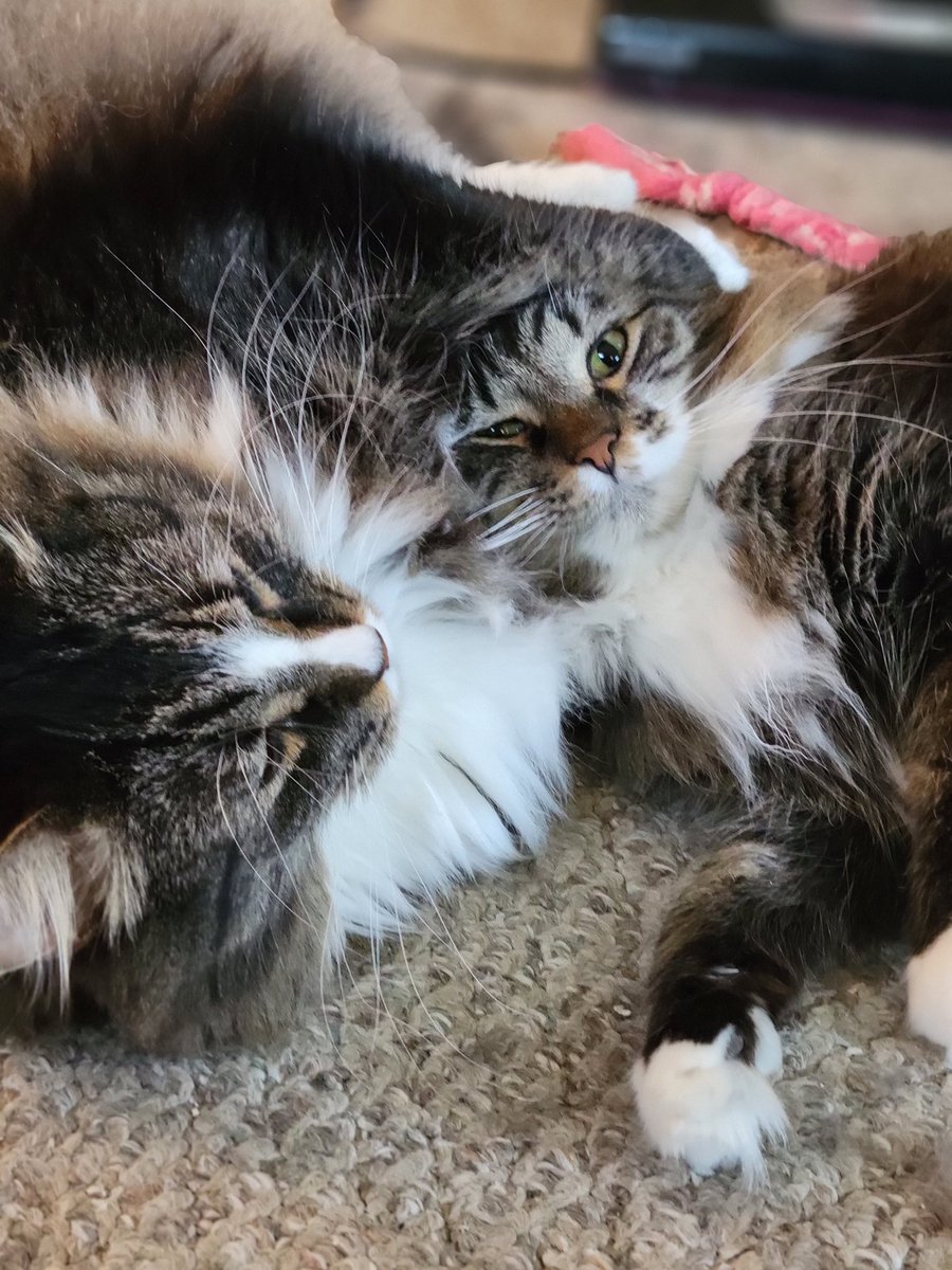 EGOTKittens tweet media