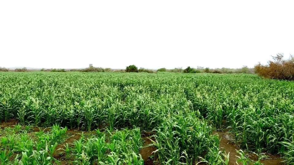 shallesharif's tweet photo. An ongoing agricultural productivity at Hargelle Woreda of Afdheer zone in  Somali Region. https://t.co/vAVVqV9Zgs