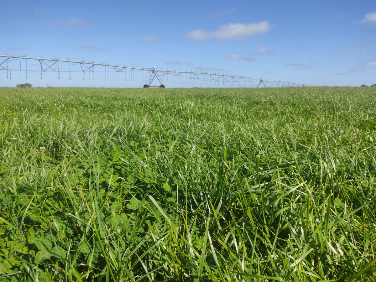 Festuca de 6to año (ya va a la escuela) 
70 kgms/dia