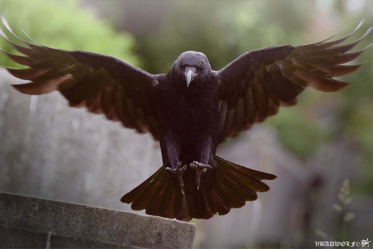 VictoriaBadwolf's tweet image. 'Crow in flight' At Brompton #Cemetery 🪦....
 @CrowMonthly @CorvidJournal