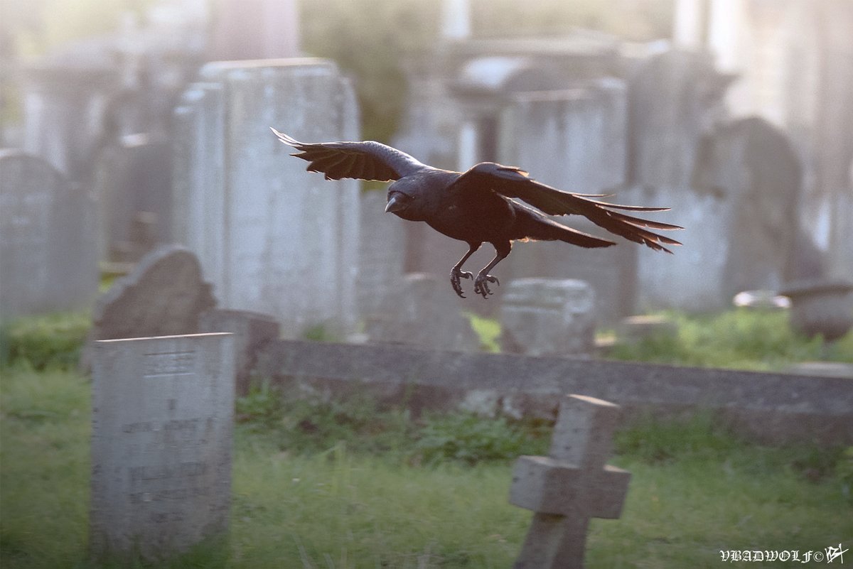 VictoriaBadwolf's tweet image. 'Crow in flight' At Brompton #Cemetery 🪦....
 @CrowMonthly @CorvidJournal