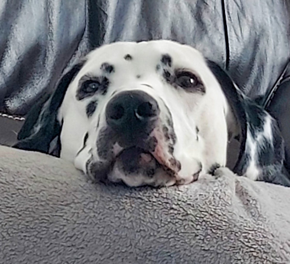 DalmatianE's tweet photo. Happy Monday Chums..🐶..
#DogsofTwittter #DogsAreFamily 
#Dalmatian ❤️ https://t.co/f7LSSSNZIO