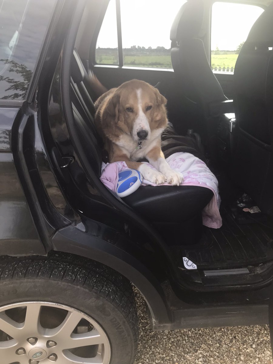 I was nipping out for an hour I’ll take Hump with me I thought …. That was at 8am this morning… he finally decided to get out the car at 1:40pm… one of us needs some training !