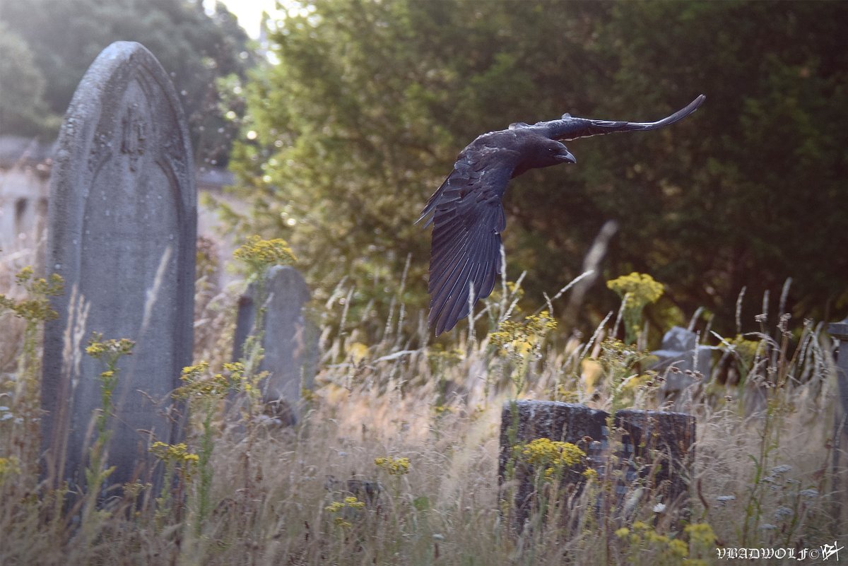 VictoriaBadwolf's tweet image. 'Crow in flight' At Brompton #Cemetery 🪦....
 @CrowMonthly @CorvidJournal