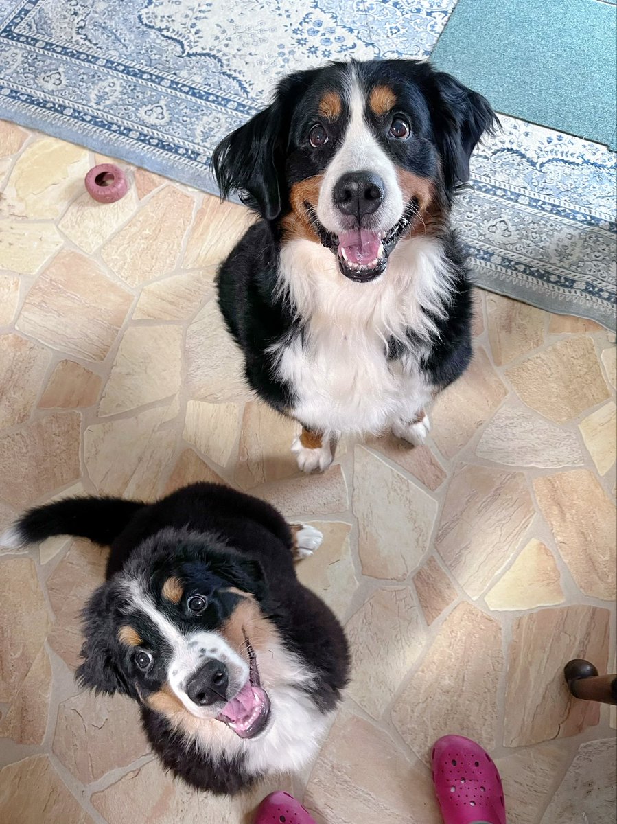 床を張り替えました✨
2匹もこの通りニコニコです！
(本当はおやつを持ってるから)