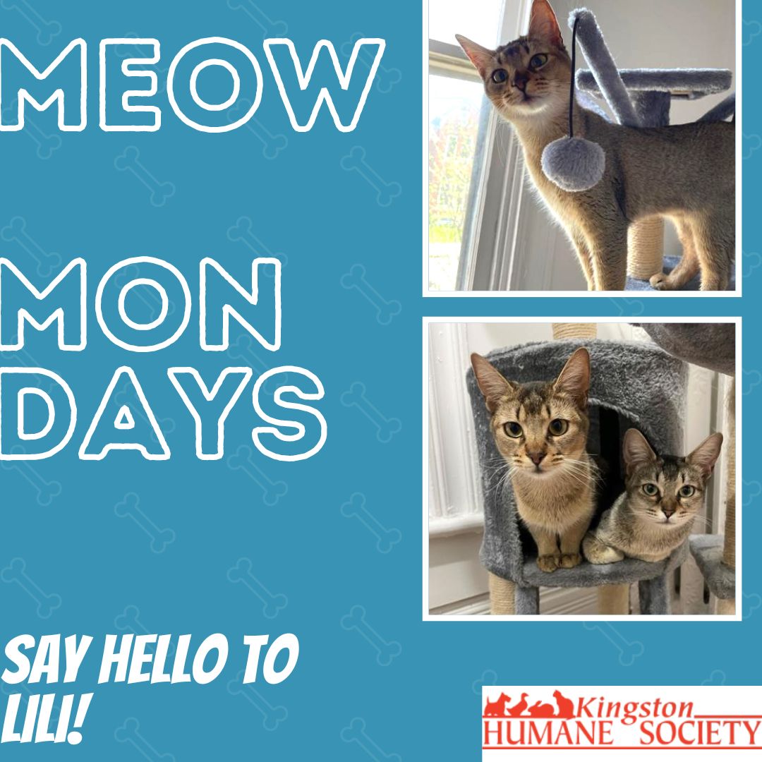 Happy #MeowMonday! Meet Lili the Abyssinian.

She is currently living with her sister Leonie! They love to play together, chase each other around, and are looking for a new home!

Fill out an application for Lili and Leonie today!