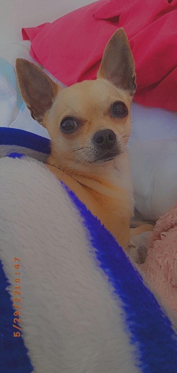 pincejack3's tweet photo. Hello everyone, my name is Jack. I'm new on here and looking forward to make friends #dogsoftwitter #dogs https://t.co/6JgbBCap3S