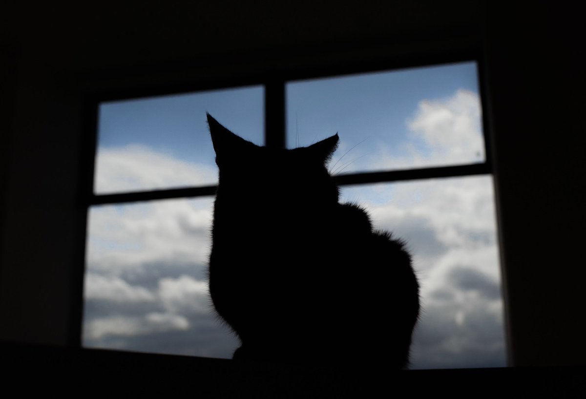 シルエット Twitter Search Twitter