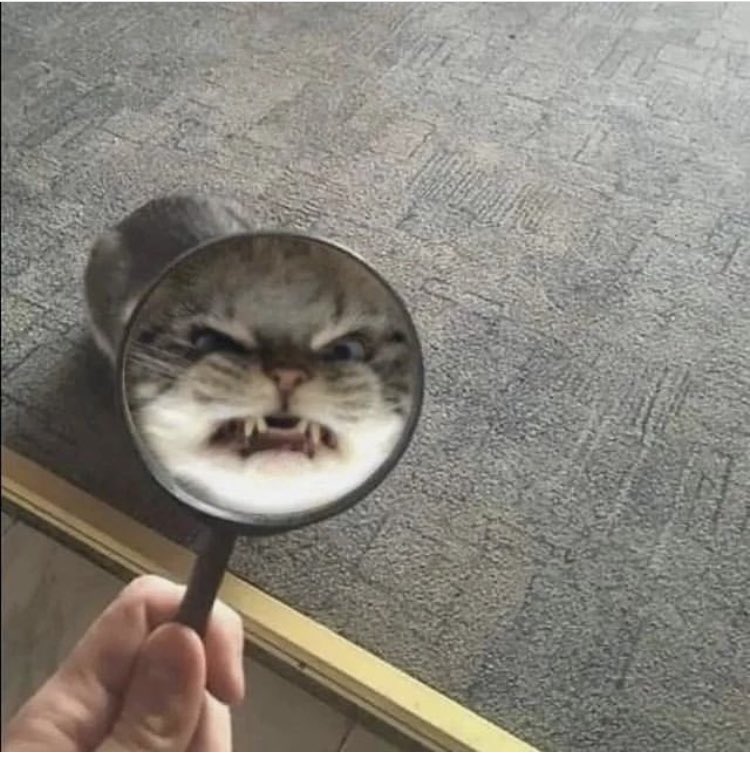 zenhamdu's tweet photo. Gooooood Meowning! ☕️🐾
#CatsofTwittter #catlover #Meowning #CatsOnTwitter #Catula 🦇🖤⚰️🏰🐈⬛ https://t.co/k3edHfPDO3