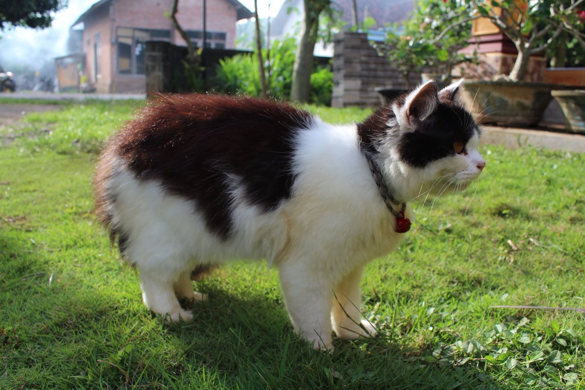 Coba tebak aku sapi apa tapir 🐈