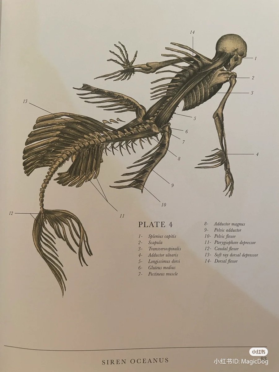 I was looking through books of anatomy today. Their bodies are so intricate. So complex yet… fascinating.
