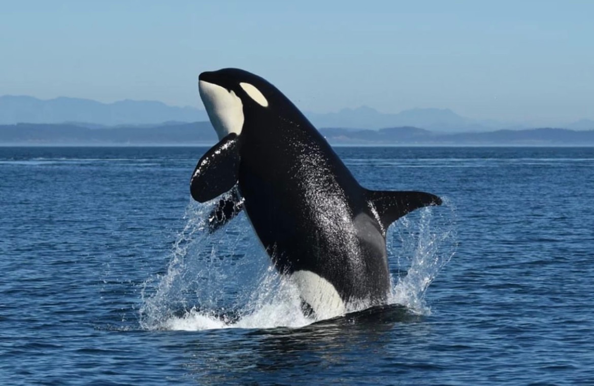 seaspiracy's tweet photo. The Salish Sea orca census from the Center for Whale Research has announced that there are only 73 southern residents left. Chinook salmon represents up to 90% of the orca’s food source whose population has dwindled down 60% since ‘84 primarily as a result of commercial fishing. https://t.co/vFrqwlW8fi