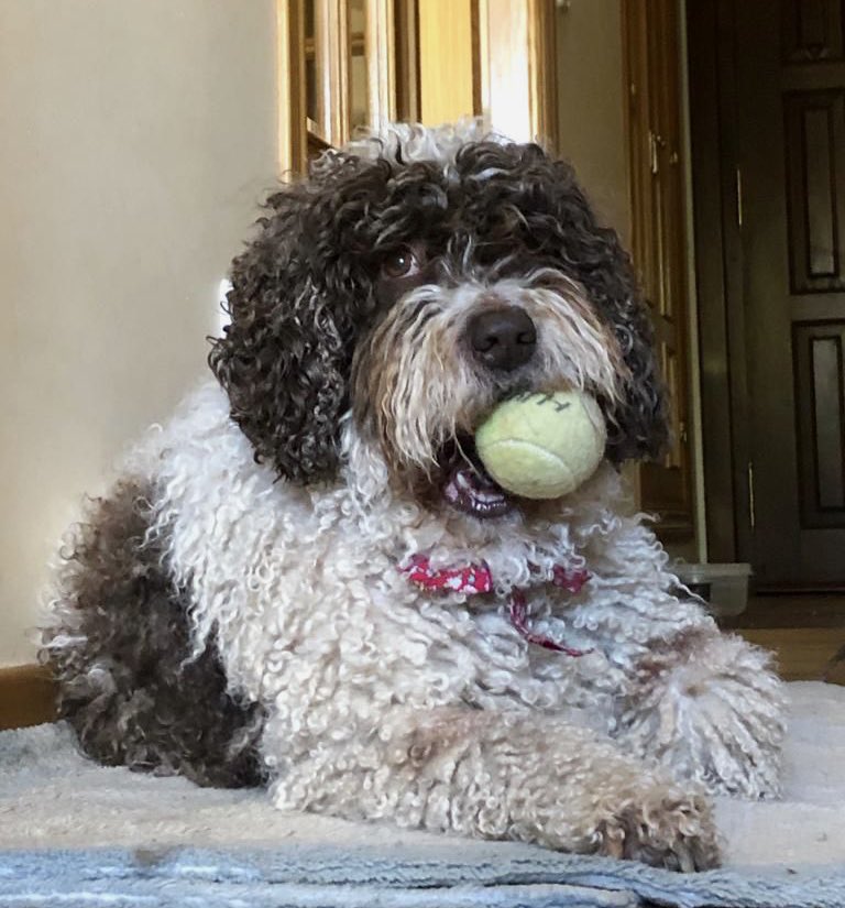 Otin5N's tweet photo. Es muchísimo más que
#animalesdecompañia . Es parte de la familia; un animal que vive, siente, disfruta y a veces sufre, igual que nosotros y siempre de buen talante para jugar o pasear. La pena es que vivan menos que sus parientes humanos.
Kika
#40de52,#52de2022 de @mongeleon https://t.co/zmA43zFduD