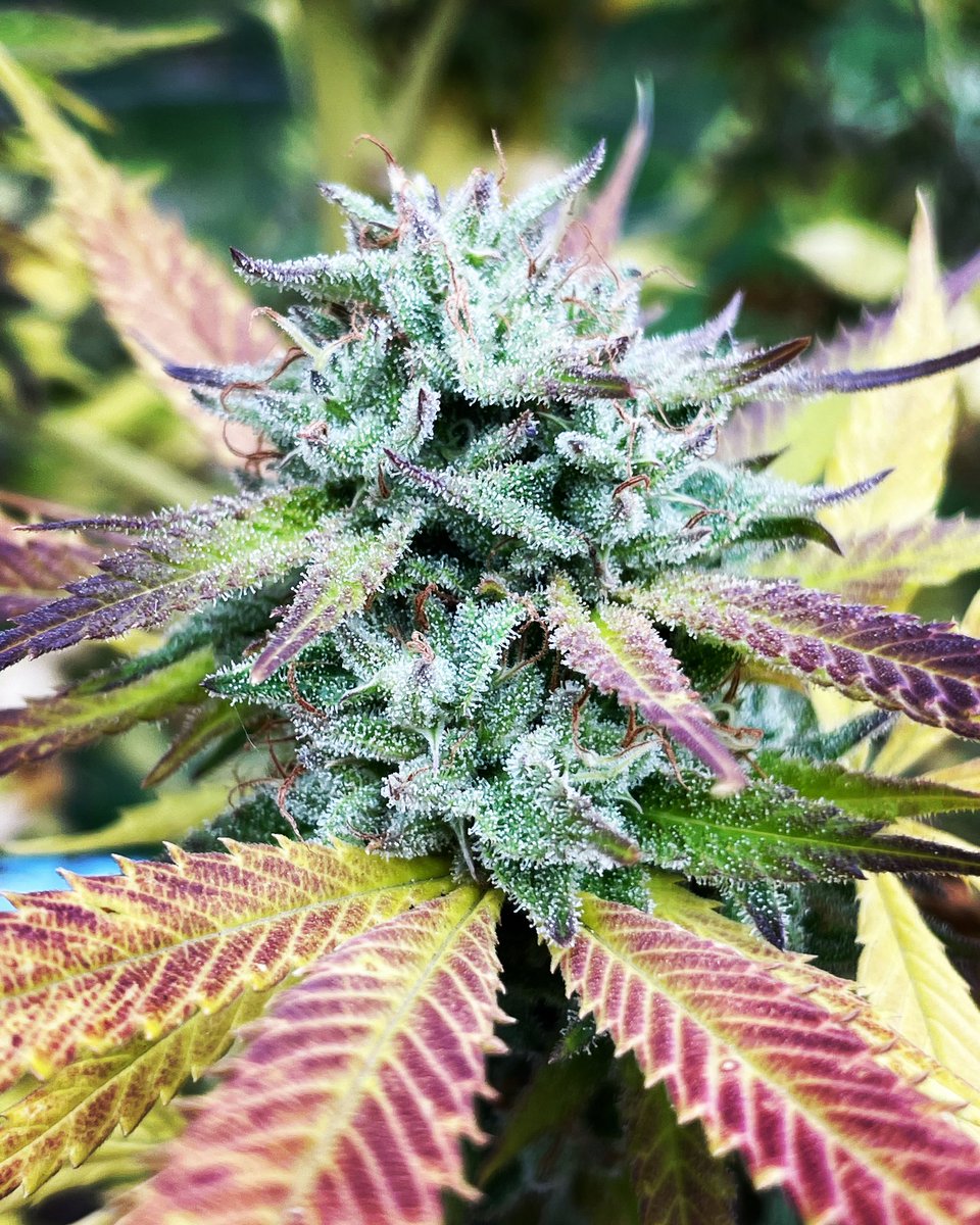 #NewEngland outdoors looking ripe!! 🌱🌿⛽️⛽️⛽️ #Canna2day #BostonCannabis #BarstoolGreen #Cannabis #SupportLocalGrowers #Wedontgrowthesame