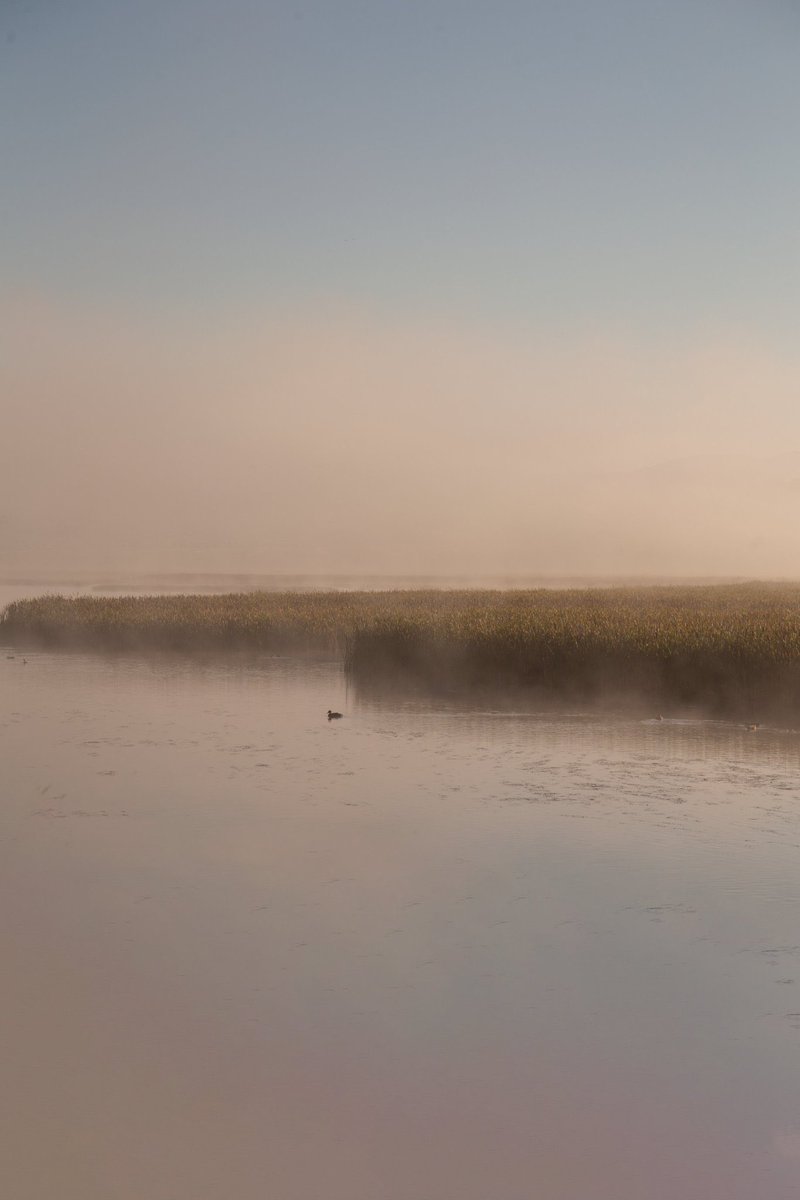 artbymayday's tweet photo. misty mornings https://t.co/PZAyWkUqmp