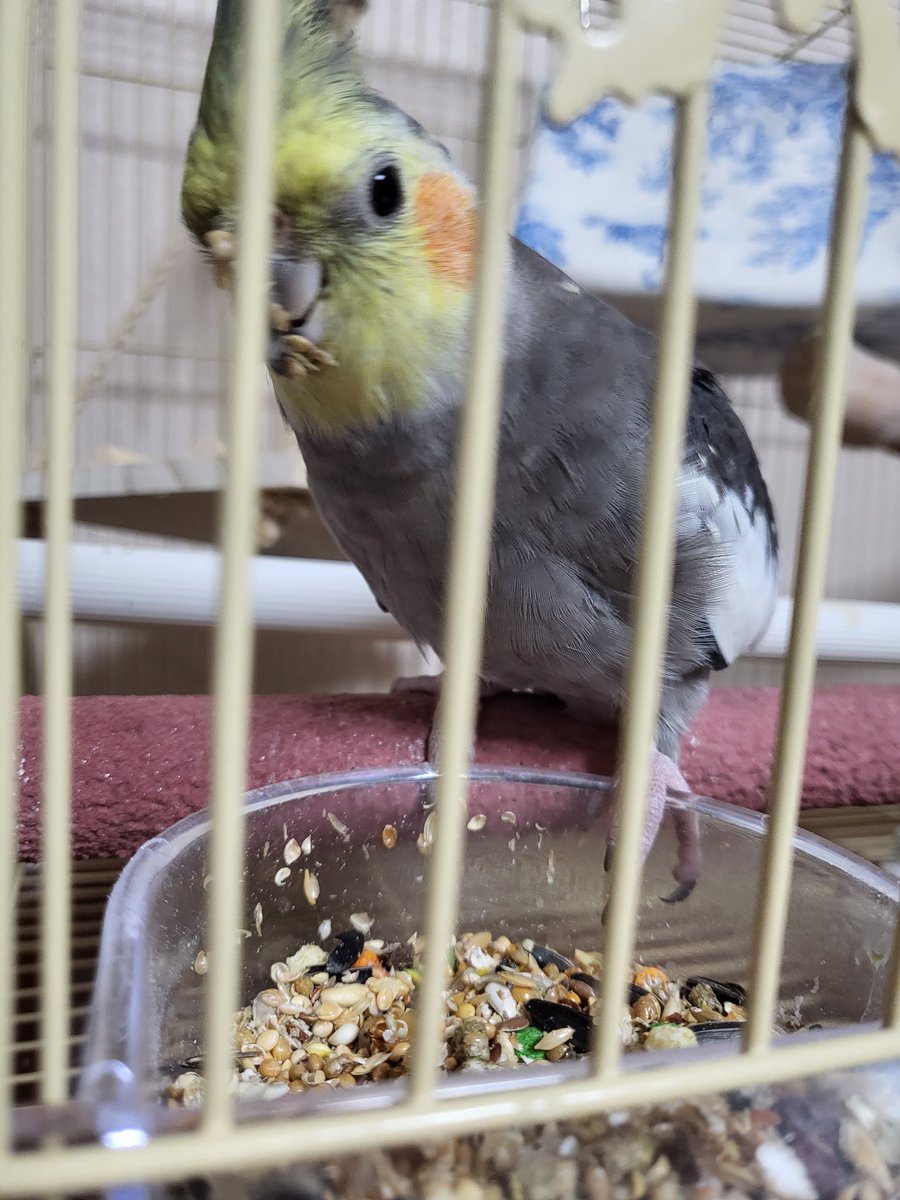 입에 엄청 뭍히고 먹는 앵