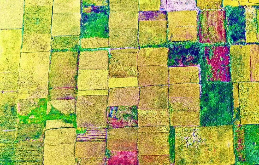 Liaoning Daily on Twitter "【Across the Colorful Land·Monday·Gold