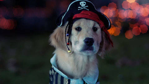 Arrrrgg, Maties, I'm ready for Howloween! #NewProfliePic