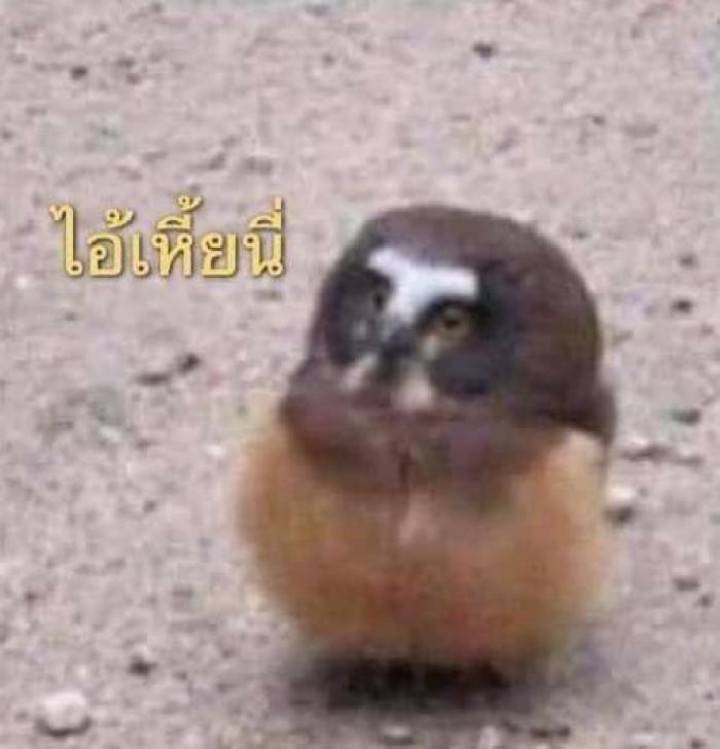 𓋪𓂂 (@havenzsone) on Twitter photo 