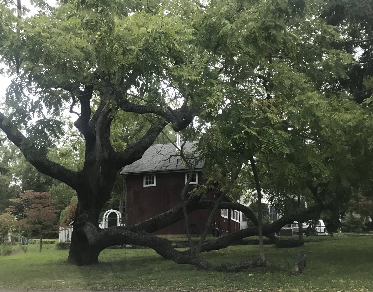 Iggycleo's tweet image. I want it! #greattree.