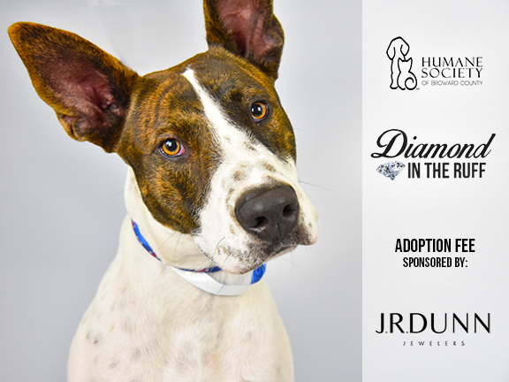 Meet beautiful boy Rocket! Poor Rocket was abandoned on our property and found by one of our employees. Now this sweet and social Australian Cattle Dog mix is looking for a forever family that will never leave him behind! Could that family be yours? humanebroward.com