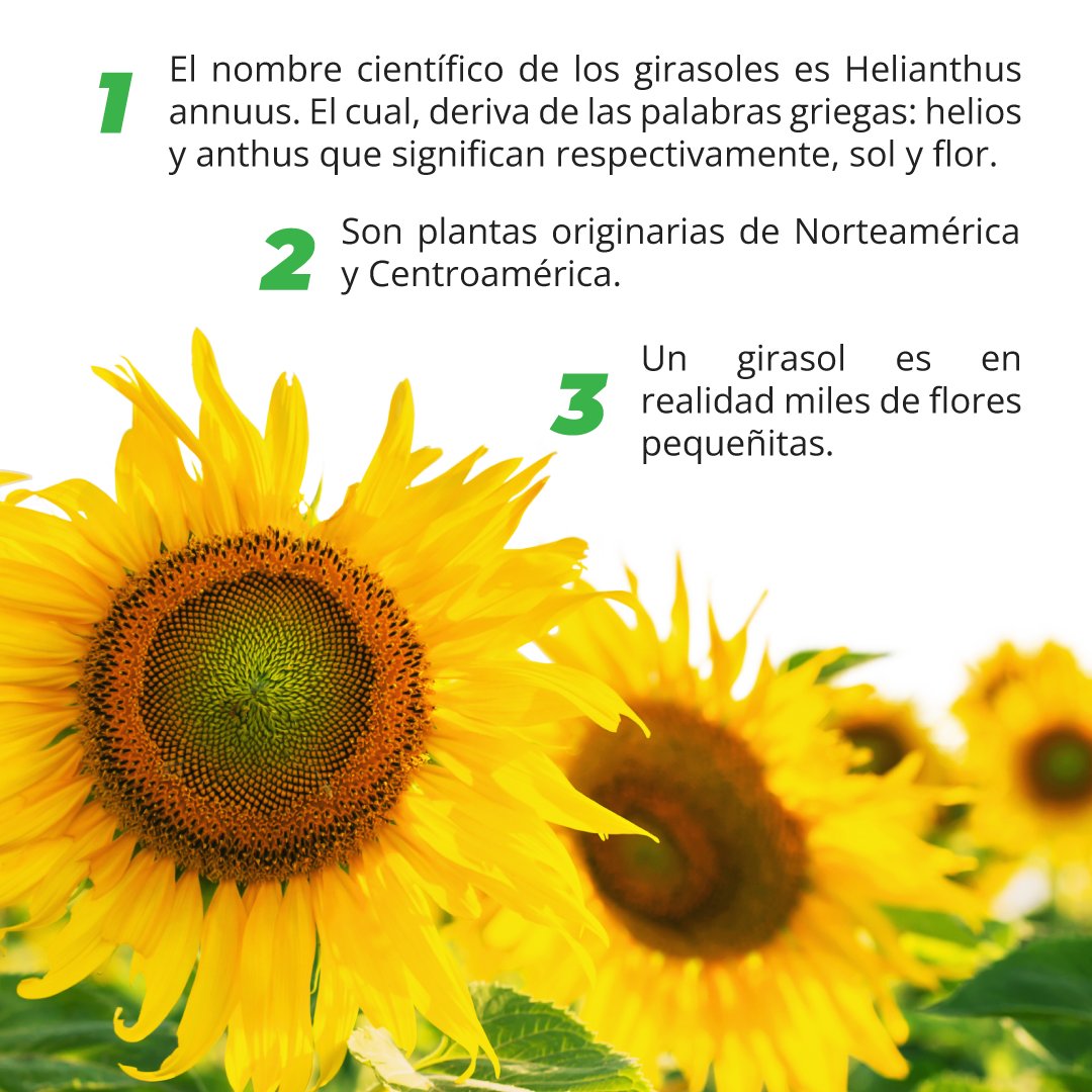 organikolatam's tweet photo. 3 datos interesantes sobre los girasoles:

Si te gusta esta información, regálanos un like y compártela a tus amigos.

#organico #cropbooster #agricultura #girasoles https://t.co/prMLqTF29a