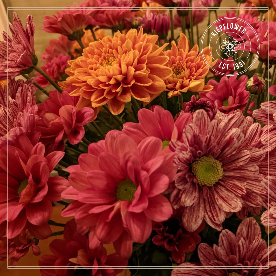 Zachte herfst kleuren maken een mooie kleurencombinatie in dit #boeket. Memphis Cherry en Bartoli van <a href="/Dekker_Chrysant/">Dekker Chrysanten BV</a> en Serenity van <a href="/Deliflor/">Deliflor Chrysanten</a> #naturally #herfst #autumnflower #chrysanthemums