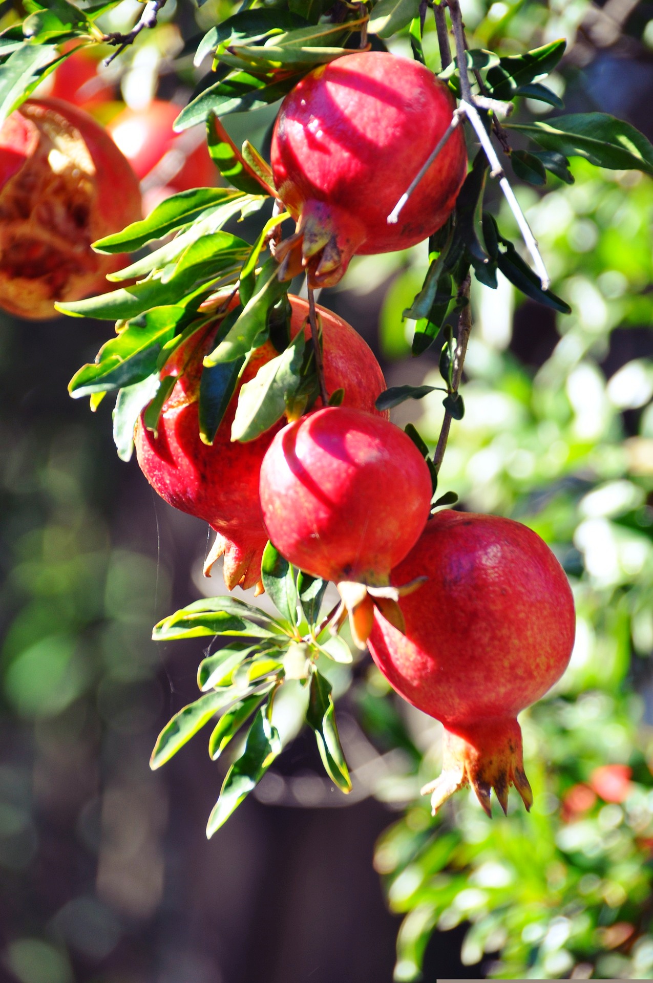 繻 鳳花 近所のお庭に 深紅色の果実 ザクロがたわわに実っていて 秋の到来を改めて感じた今日この頃 ザクロ は聖書における 七産物 のひとつで 大変古い歴史を持ちます 中世ヨーロッパでも 南欧の地域ではザクロを使った肉料理のレシピなどが残っ
