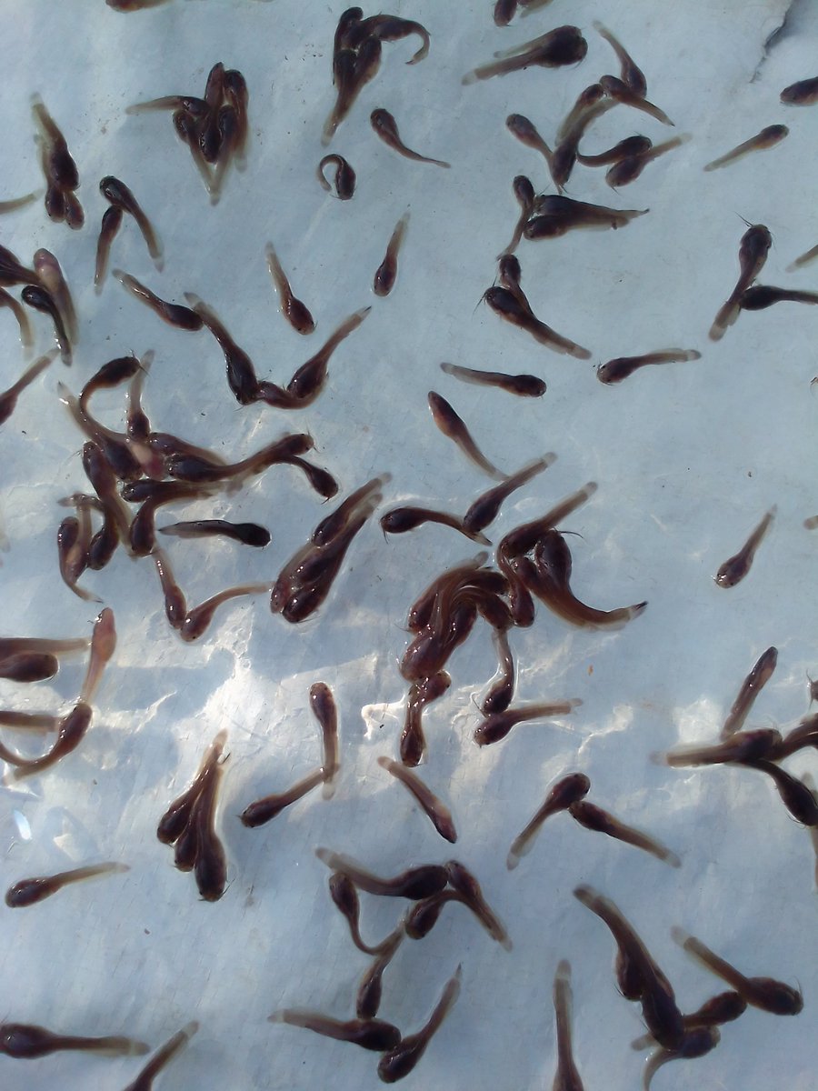 Visionfish2 tweet picture