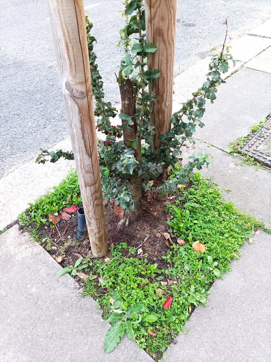 JamesBarnacle's tweet photo. @EalingCouncil why are you tarmacking over fallen trees spots instead of replanting damaged trees on Ridley Av in stark contradiction to your Climate Strategy? https://t.co/tTqPRnAnH6