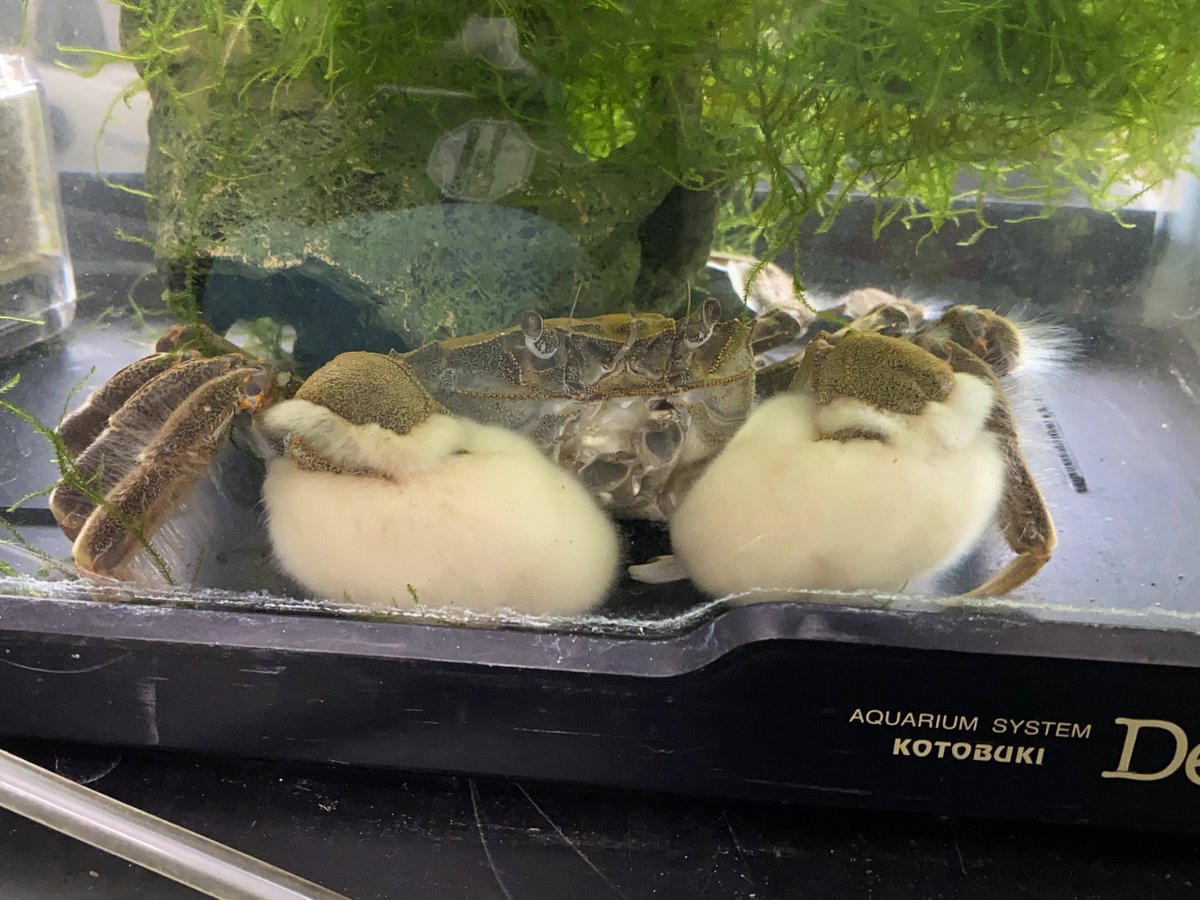 手がモジャモジャのカニ モクズガニ 脱皮直後はこんなにもかわいいらしい ぬいぐるみ抱えてるみたい Togetter