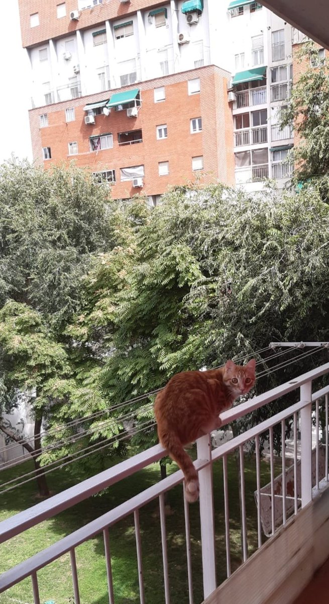FernandoMadridd's tweet photo. El gato de mis vecinos, nos visita 😍 desde pequeñito, ahora mismo se encuentra en casa. 😍😇Pongo más fotos.
#animalesdecompañia #40de52 #animalesdecompañía @mongeleon https://t.co/42fazQsIyA