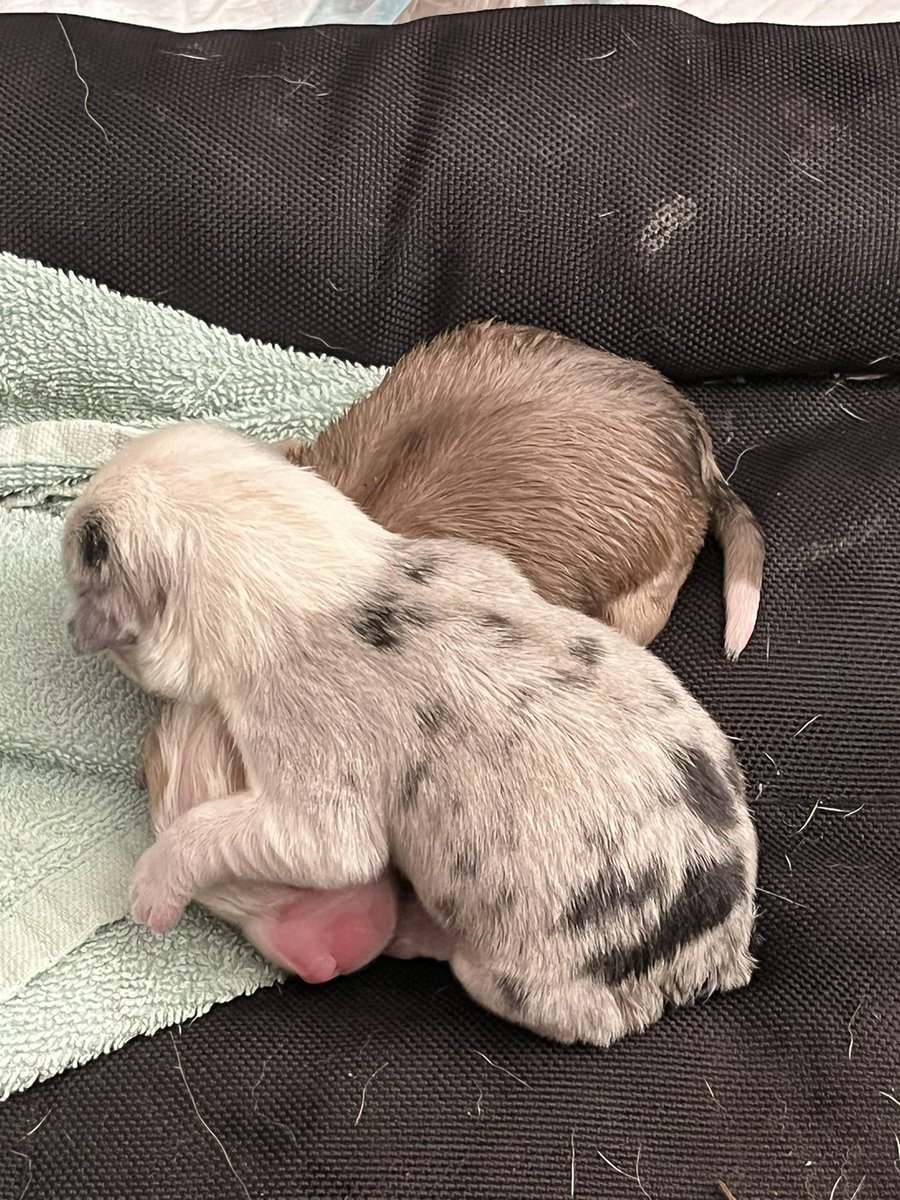 Puppy pile of two! #CorgiCrew #CorgiLover #Puppies