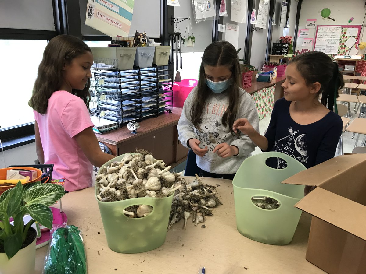 JamestownSchool's tweet photo. Garden Club students at Persell Middle School are back in action! 🧄  Kylie, Ella, and Madeline are seen here sorting and cleaning dried garlic that was harvested from the school garden! 

#PersellMS #JPSNY https://t.co/O91S2tAO3F