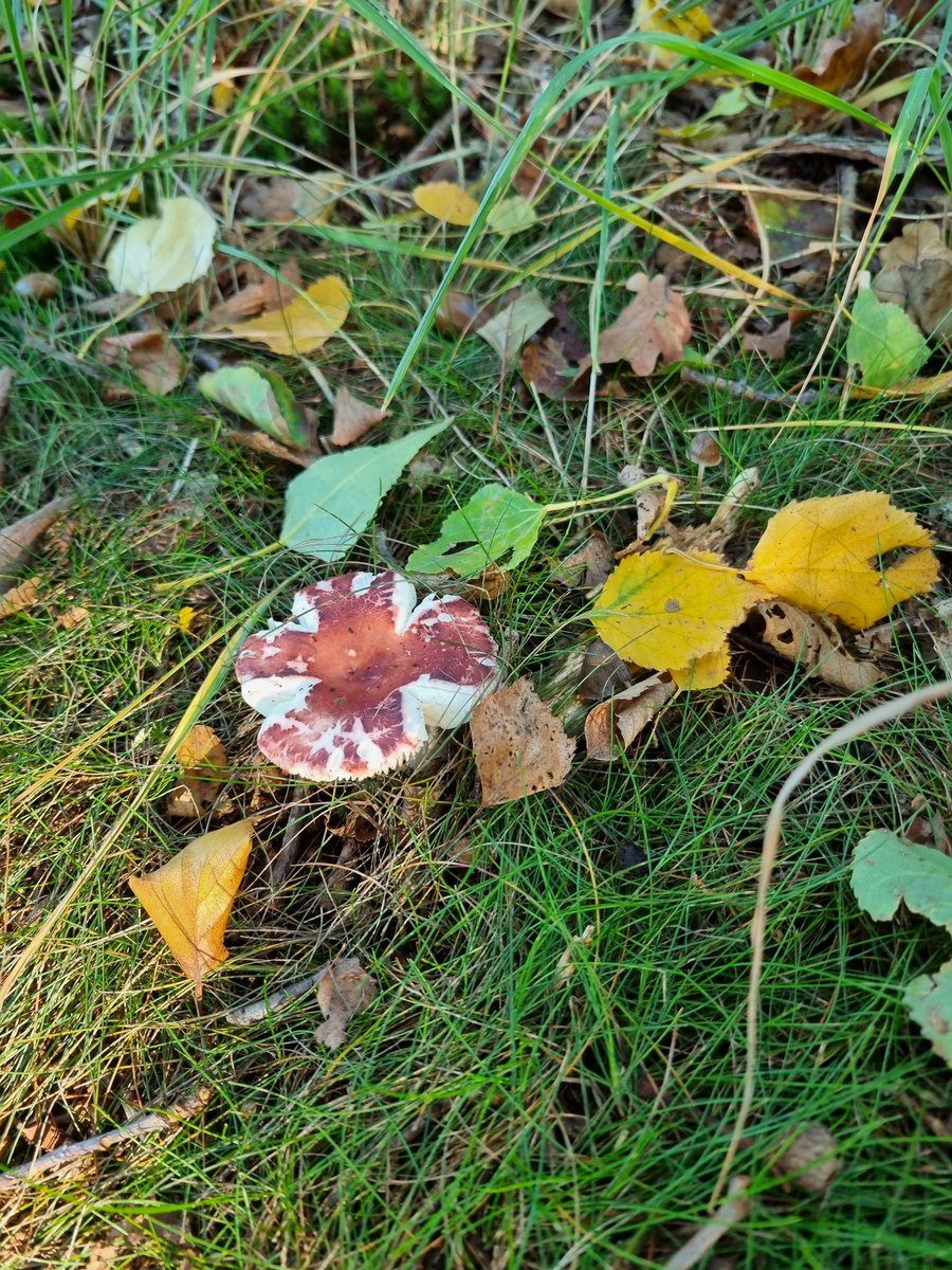 smit_evelien's tweet photo. De #engelsen zijn zojuist geland 🙈
#herfst. https://t.co/wpcdsXKtYa