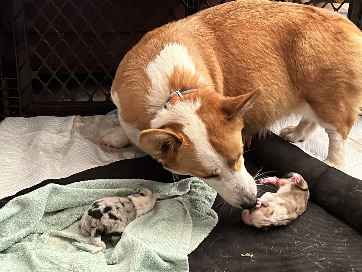 Two so far!! #CorgiLover #CorgiCrew #Puppies