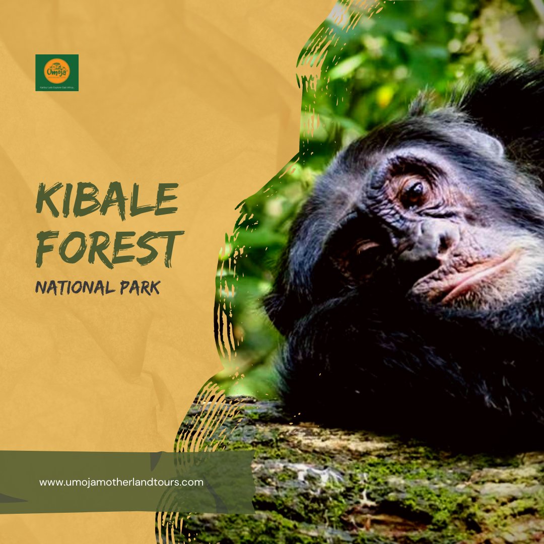 Gavi_Muwa57's tweet photo. As you explore #Eastafrica, Don't forget to track chimpanzees in #kibalenationalpark in Uganda and Gorilla tracking in #Volcanoesnationalpark Rwanda
book exclusively with @Umoja_tours
https://t.co/dxte2lJqIa
#Travel #traveling #traveler #traveltips #traveladdict #TravelPrint https://t.co/9a60mO5aYY