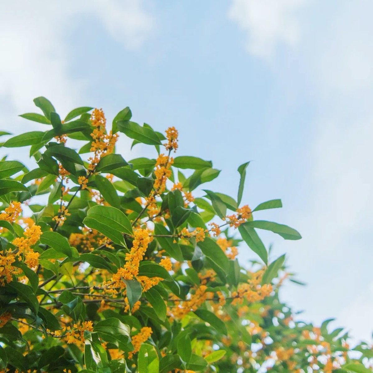 Zhejiang University on Twitter "What’s the best flower to appreciate