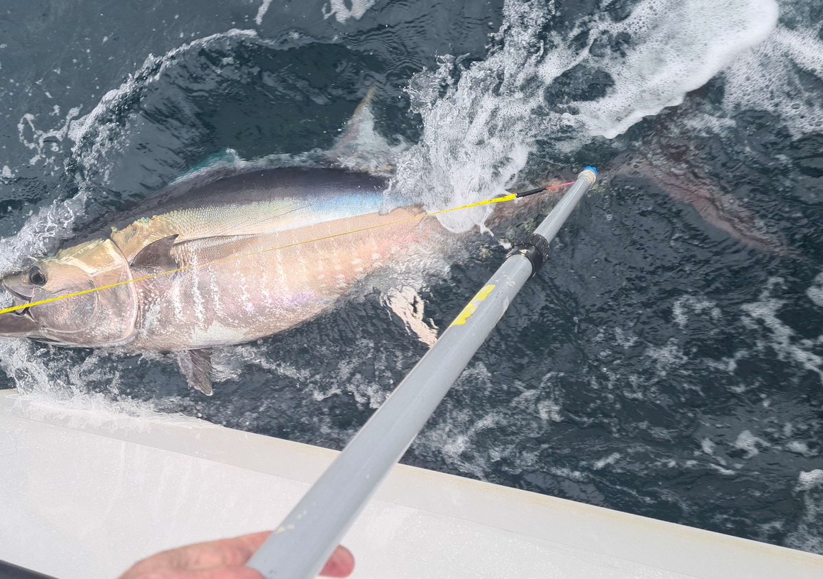 ResearchIFI's tweet photo. Bluefin tuna angling kicking off on Ireland's south coast now with 10 bluefin tagged just yesterday. 7 have been tagged so far off the Kerry coast, 18 off the Cork coast. Bluefin tagged in 2022 to date: 267 #CatchandRelease #Ireland #TunaCHART #recreationalangling #bluefin https://t.co/ulkf7BE2d5
