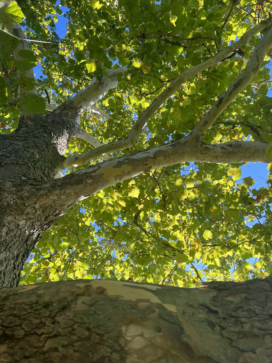 Happy October! 🍂 The Sycamore tree leaves are just beginning to change color, but the daily sap flow is still at a steady ~10cm/hr. #fall #trees #nature #phenology #data #DataScience #Weather #October #SpookySZN