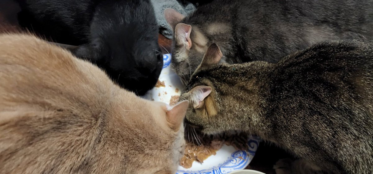 Marcus_TheCat's tweet photo. My siblings and I sharing dinner together. https://t.co/CTRVzm8jdV