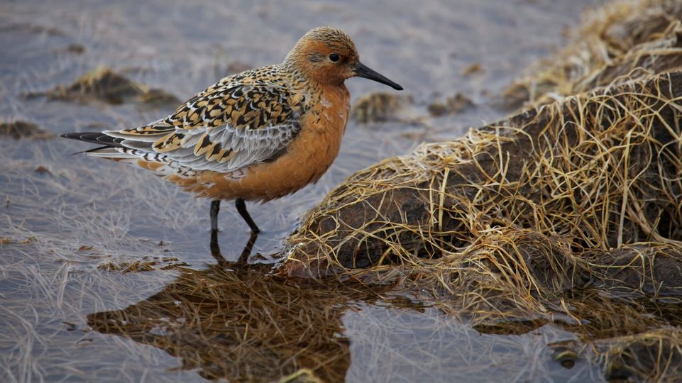 If you’re in Montreal this weekend, visit us at the Montreal Biôdome to learn how Parks Canada is protecting #SpeciesAtRisk in Nunavut like the Peary Caribou, Ivory Gull and Red Knot! 

#ParksCanadaConservation