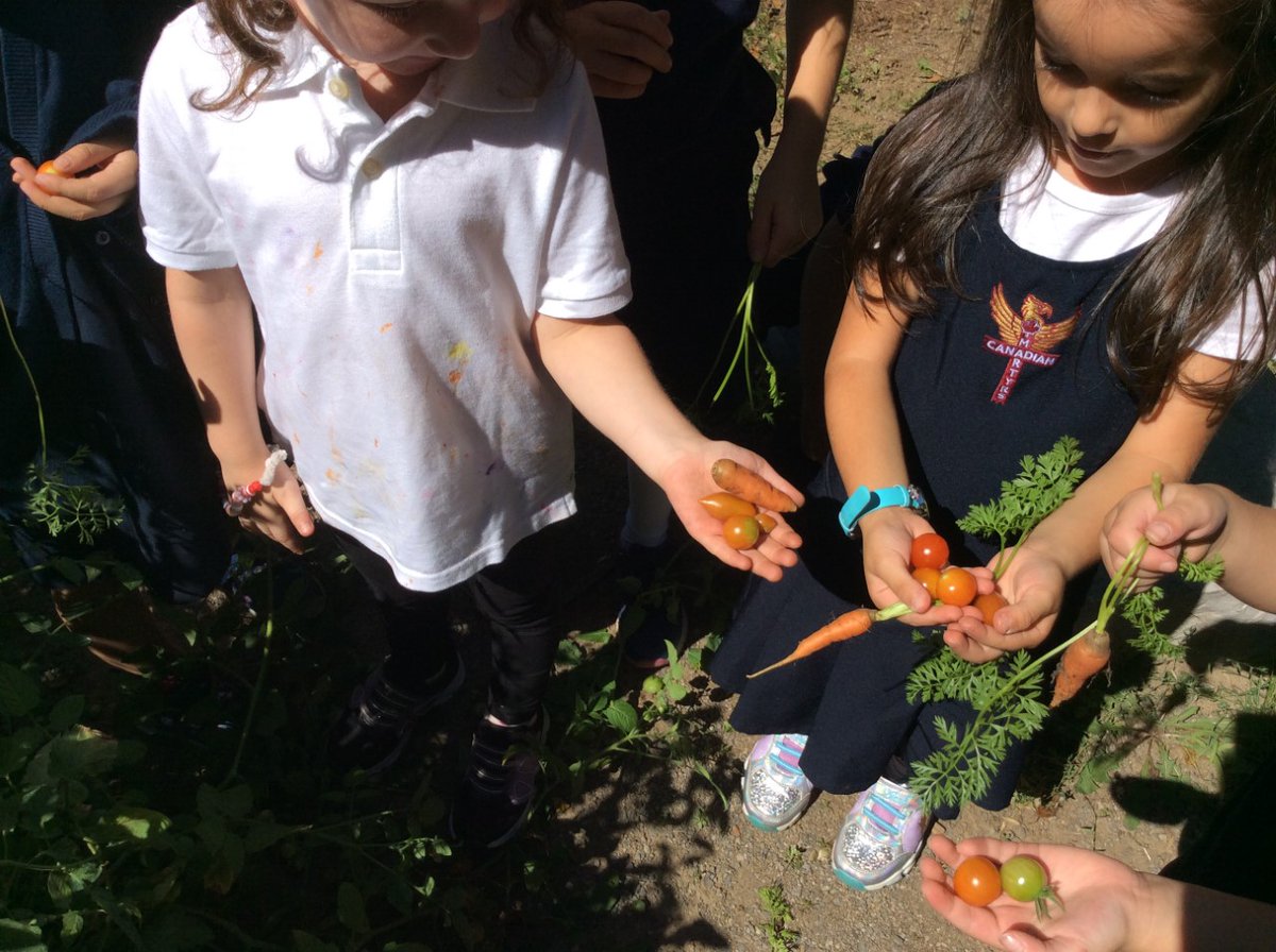 camaceschool's tweet photo. Our FDK class picking their vegetables that they planted in the Spring in our outdoor garden.  A great learning opportunity for exploring and interacting with the outside environment. @HWCDSB @Food4KidsHamOnt https://t.co/TB5y4FfMny