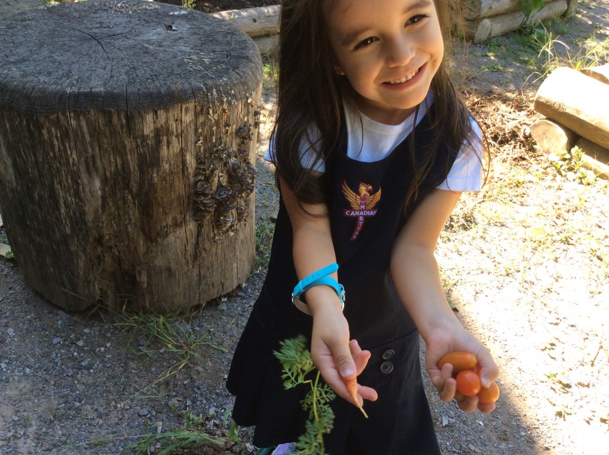 camaceschool's tweet photo. Our FDK class picking their vegetables that they planted in the Spring in our outdoor garden.  A great learning opportunity for exploring and interacting with the outside environment. @HWCDSB @Food4KidsHamOnt https://t.co/TB5y4FfMny