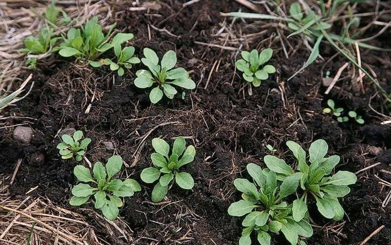 Researchers are working on developing a new cash oilseed cover crop - golden pennycress - for use by the biofuel industry. Read more on this NIFA-funded project: nifa.usda.gov/about-nifa/imp…