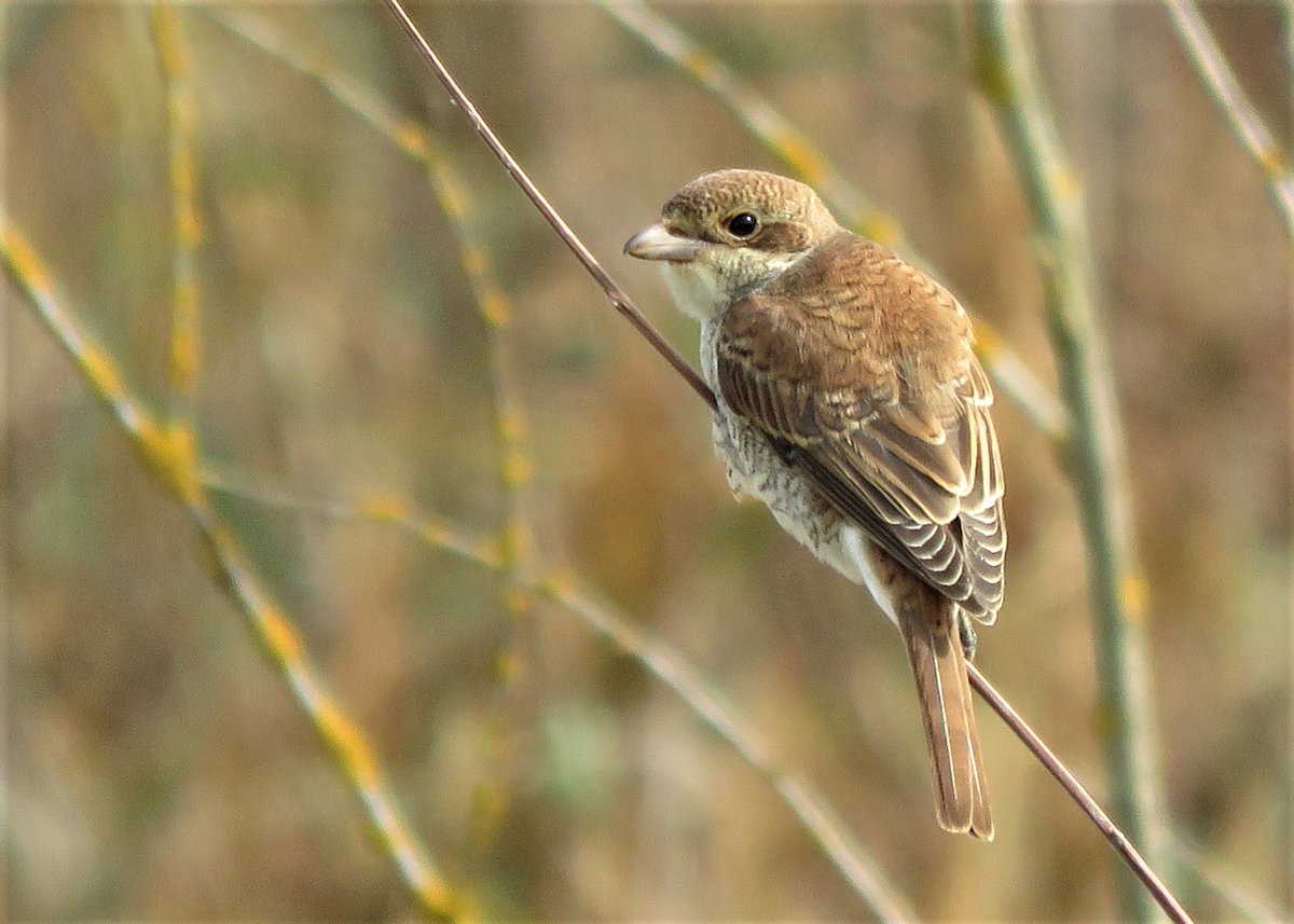 Red-backed Shrike, photo by @drp0557 #Northantsbirds Congratulations to the finder.