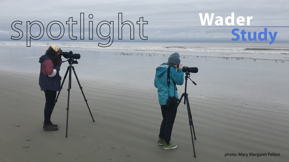 Spotlight by <a href="/DebbieBuehler/">Deborah Buehler</a>:
Migrants on both sides of the Atlantic

The papers by <a href="/JourdanClment/">Jourdan Clément</a> et al. and <a href="/MMPelton/">Mary Margaret Pelton</a> et al. under the spotlight.

Spotlight: 
waderstudygroup.org/article/16421/
Papers: 
waderstudygroup.org/article/16362/
waderstudygroup.org/article/16431/

#openaccess #shorebirds #ornithology