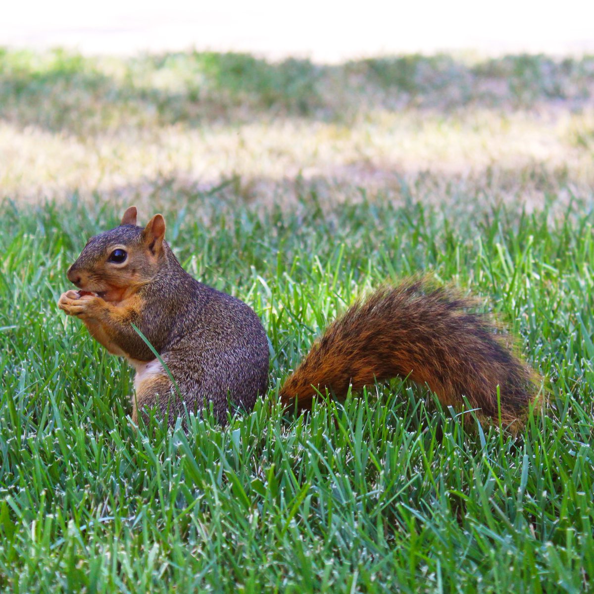 Happy Monday Shockers! We hope you have a great start to your week.🐿️💛🖤