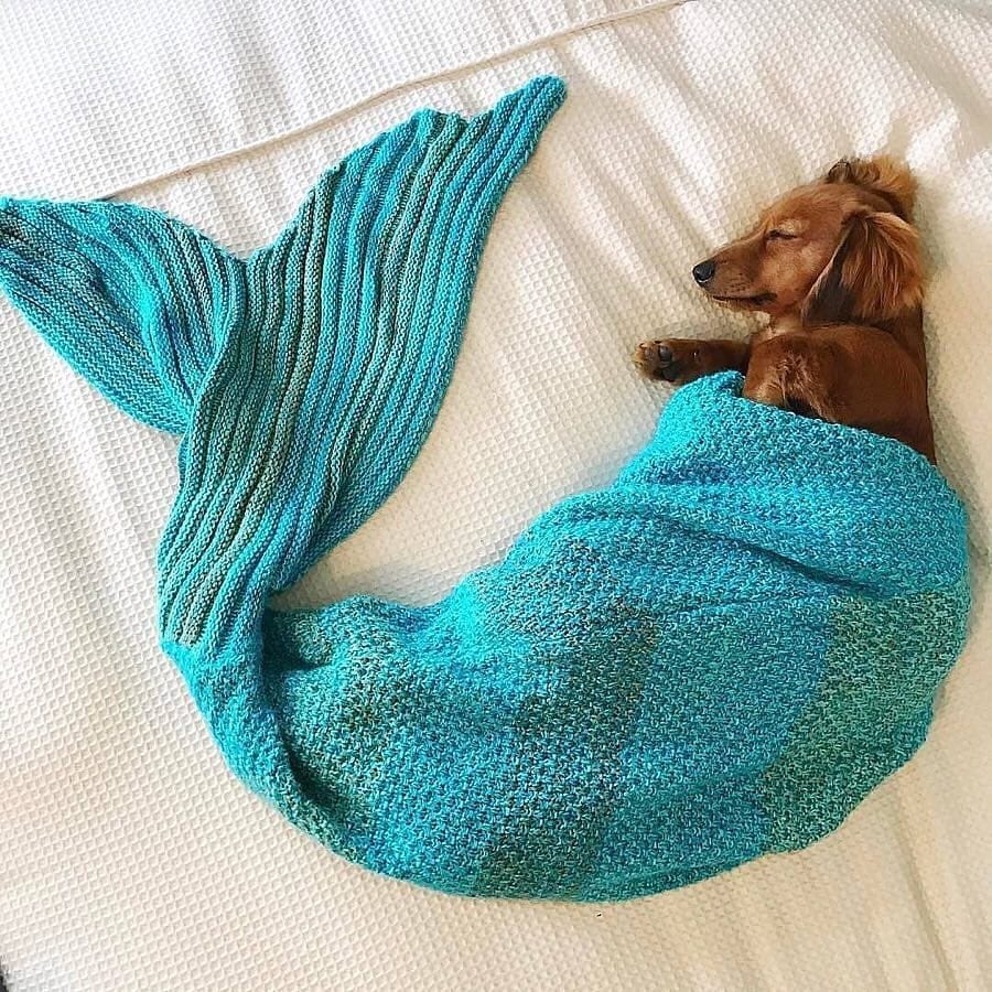 salsichinhas's tweet photo. Pode sereia? 🧜‍♀️ https://t.co/AobUnBEago